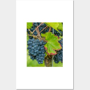 Vineyard, Kaiserstuhl, South-West Germany Posters and Art